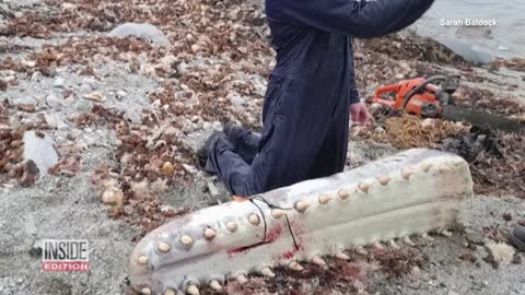 Mystery as 14 Whales Found Dead Washed Up on Beach