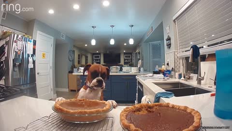 Boxer Dog Taste Tests Pumpkin Pie