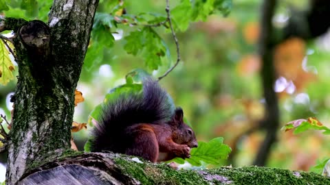 Squirrel eats a nut on a tree