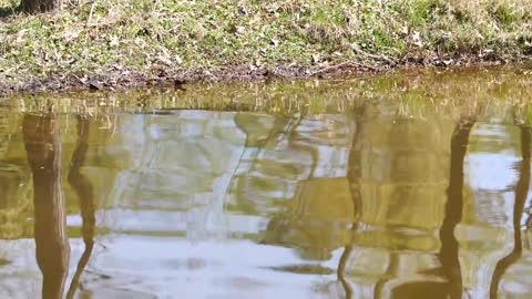 GIANT BASS FOUND in MUDDY CREEK! BED FISHING with JIGS