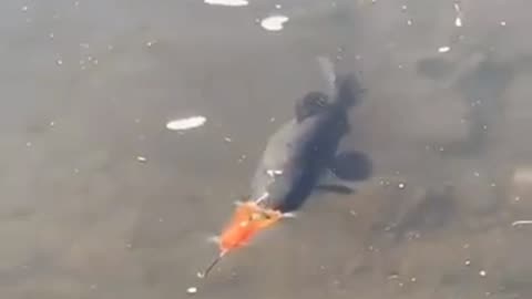 Fish attack, wow