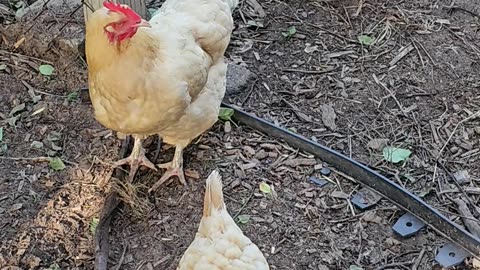 OMC! Say hello to my little friends! Four of them! #chickens #hens #friends #shorts #adorable #pets