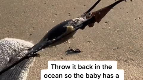 Throw it back in the ocean so the baby has a chance to hatch!