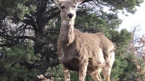 Deer is feeling scared in the forest.