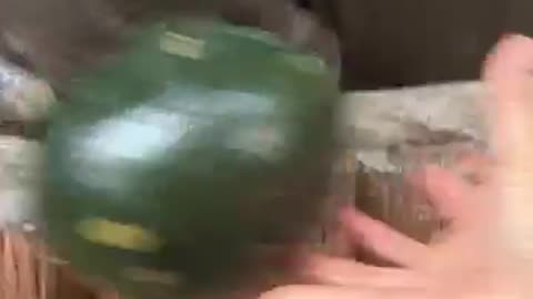 Hippo bites a whole watermelon