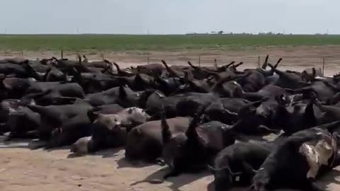 Ganado Muerto en Texas