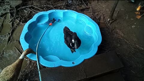 Sticky, the Indian runner duck in the pond again