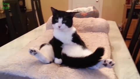 Funny cats and dogs funniest animals funny video of pets❤️🐶