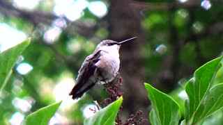 Hummingbird