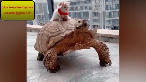 A cat rides on the back of a turtle