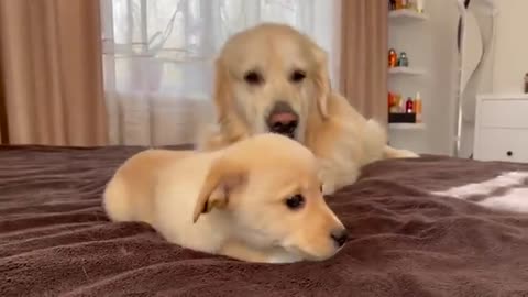 Golden Retriever is tired of playing with a Puppy