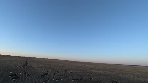 Mallard field hunt