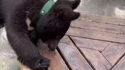 Three-month-old black bear cub eats watermelon