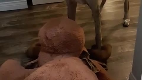 Dog Drags Their Big Toy Up the Stairs As Woman Cheers Them On