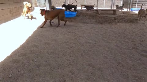 Dogs playing: Episode 30