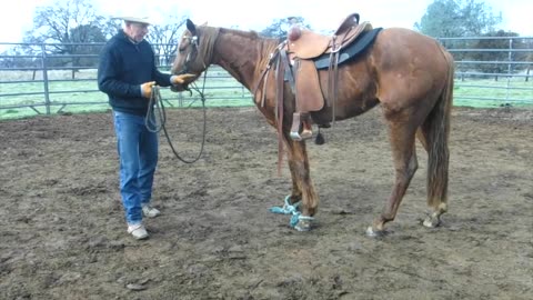 Working with young horses.