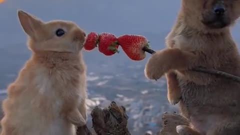 The dog is feeding the little rabbit strawberries.