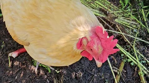 OMC! Curious little chicken doing chicken things while checking out my camera! 😊❤️🐔#chickens #shorts