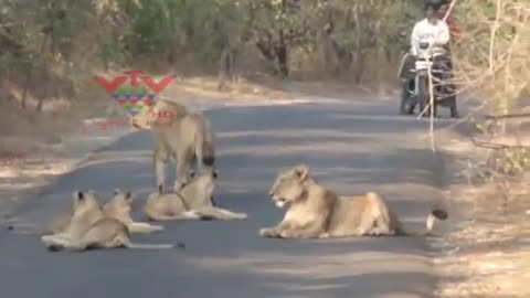 LION FAMILY ON THE ROAD, GIR FOREST, JUNAGADH, INDIA