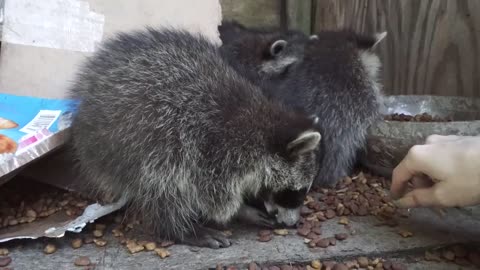 Baby Raccoon's New Toy