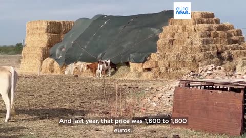 Farmers in Romania forced to sell livestock as drought kills animal feed