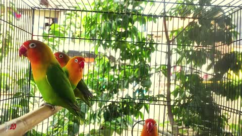 Lovebird starting to short circuit!