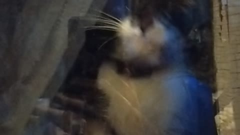 My nice cat is playing