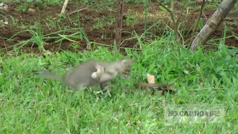 cat fight with snake