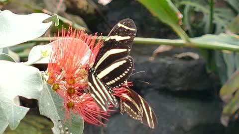 Butterflies And Flowers