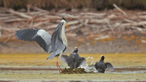 Birds 🦩🦩Lake in fight vedio ||