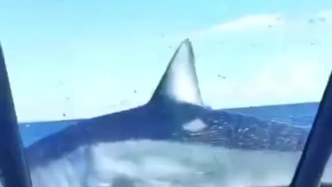 Massive Shark jumps onto small fishing boat