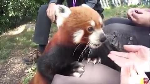 Cute Red Pandas