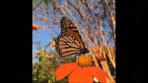 Beautiful Butterfly Video •• watch flying Butterflies