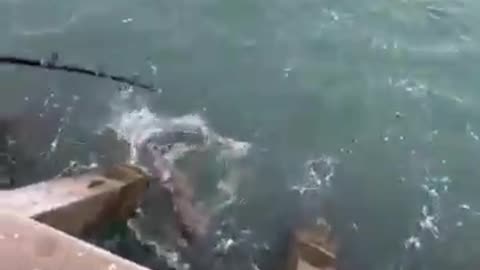 MASSIVE Fish eats this Bait!