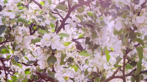 Nature Is Speaking | Lupita Nyong'o is Flower