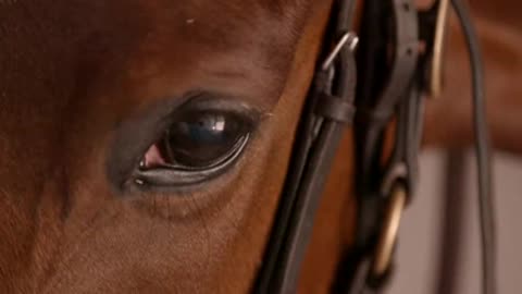 Racehorse Eye Closeup Close up slow motion clip of the eye of a racehorse.