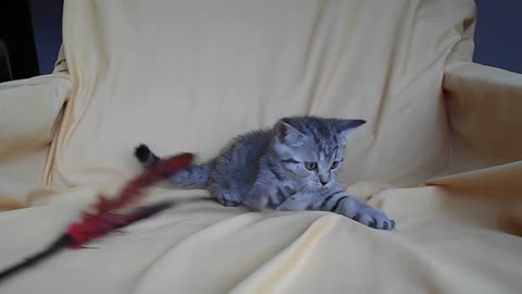 British Shorthair Kitty