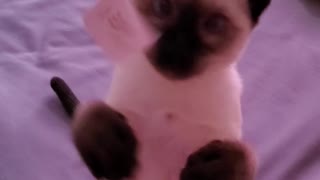 Kitten plays with toy !