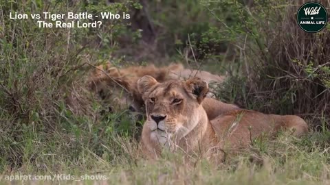 Extreme lion vs tiger battle - battle between wild animal animals