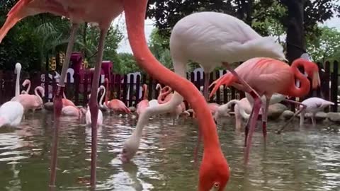 Flamingos quarrel with each other