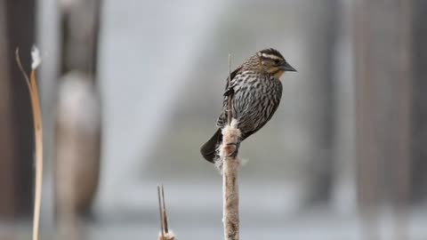 Feathers in Flight