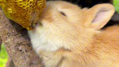 Adorable Bunny Delights in Sweet Honey Feast! | Cute Rabbit eating honey from hive of honeybees