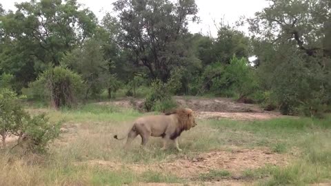 lion safari