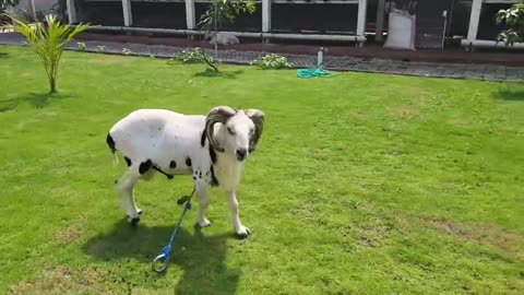 Goat farm, funny GOAT STUD , goat Handsome Stud