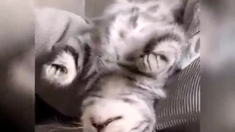 Cute & Funny Cat Videos Compilation | Cat Videos