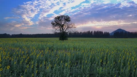 Shot Of Sunflower Plantation In Thailand