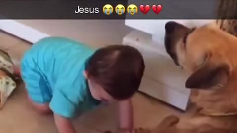 Angry Dog bite a kid