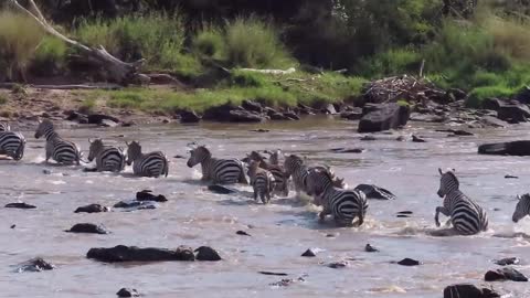 Crocodiles Bite The Face Off Zebra While Crossing Mara River on a Safari in Kenya