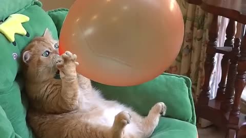 Funny cat with balloon