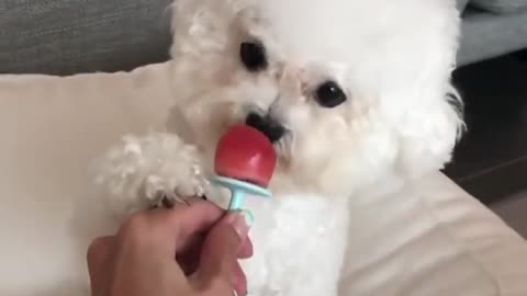 Funny cute pomeranian video